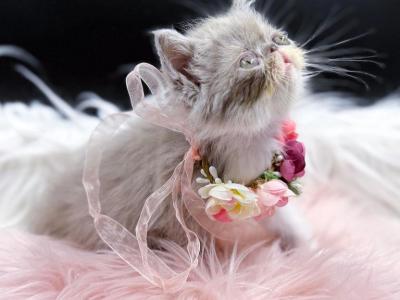 Lavender Lilac Bicolor Exotic Shorthair Kitten - Exotic - Gallery Photo #1