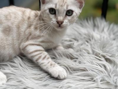 Dolly - Bengal - Gallery Photo #1