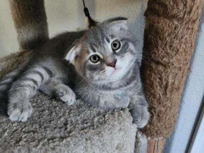 Cinco - Scottish Fold - Gallery Photo #1