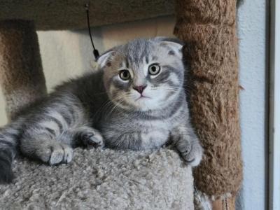 Cinco - Scottish Fold - Gallery Photo #1