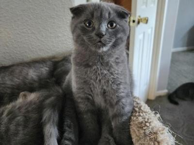 Jiggy - Scottish Fold - Gallery Photo #1