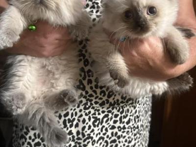 Wednesday X Bongo - Persian - Gallery Photo #1