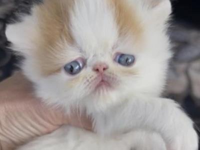Red And White Van - Persian - Gallery Photo #1