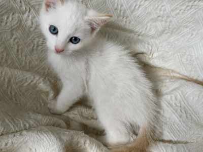 Flame Point And Cream Point Mix - Siamese - Gallery Photo #1