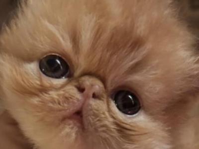 Red Boy - Persian - Gallery Photo #1