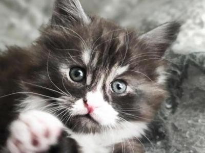 Melody - Maine Coon - Gallery Photo #1