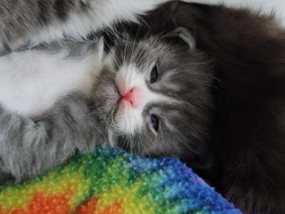 Maestro - Maine Coon - Gallery Photo #1