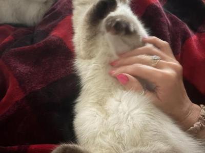 Persian Himalayan Siamese Mix - Persian - Gallery Photo #1