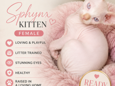 Octavia - Sphynx - Gallery Photo #1
