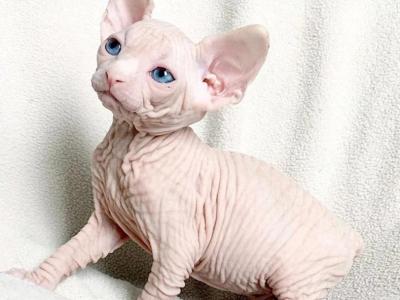 Canadian Sphynx - Sphynx - Gallery Photo #1