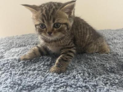Milo - Scottish Straight - Gallery Photo #1