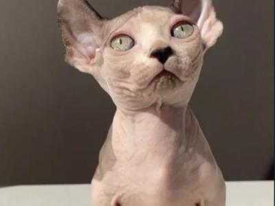 Elves - Sphynx - Gallery Photo #1