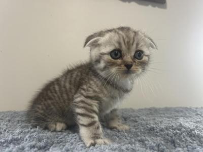 Bear - Scottish Fold - Gallery Photo #1