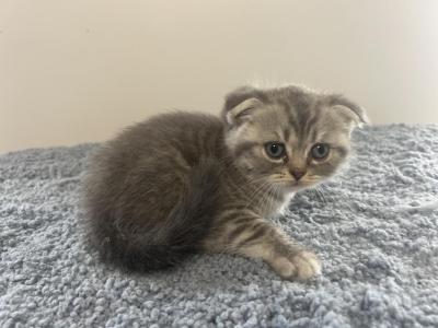 Oliver - Scottish Fold - Gallery Photo #1