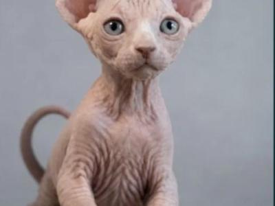 Focus - Sphynx - Gallery Photo #1