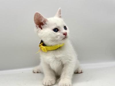 Litter Cc - Turkish Angora - Gallery Photo #1