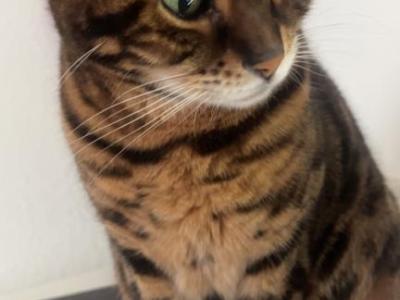 Ella - Domestic - Gallery Photo #1