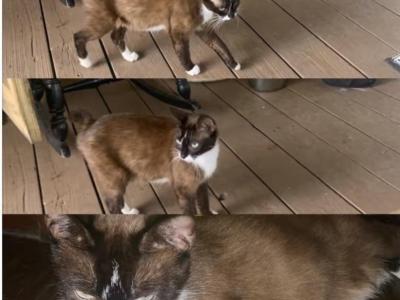 Missy Brown Babies - Manx - Gallery Photo #1