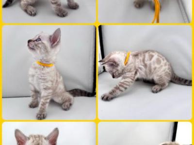 DaisysLitter - Bengal - Gallery Photo #1