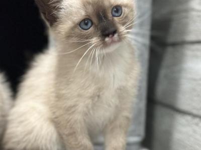Adorable Siamese Kittens - Siamese - Gallery Photo #1