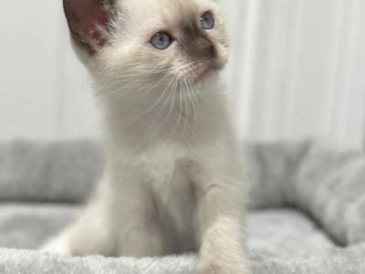 Adorable Siamese Kittens - Siamese - Gallery Photo #1