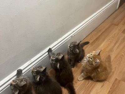 Kiko - Maine Coon - Gallery Photo #1