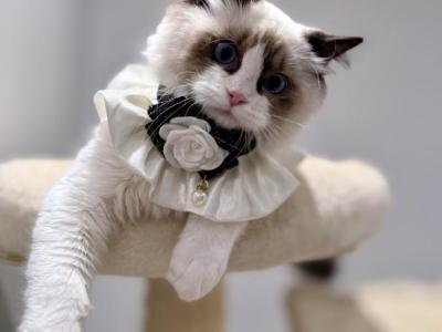 ACE - Ragdoll - Gallery Photo #1