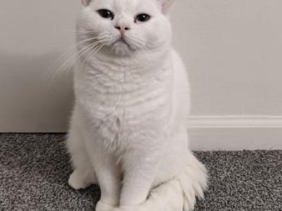 Harris - British Shorthair - Gallery Photo #1