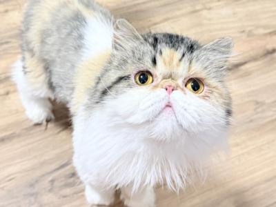 Baby - Persian - Gallery Photo #1