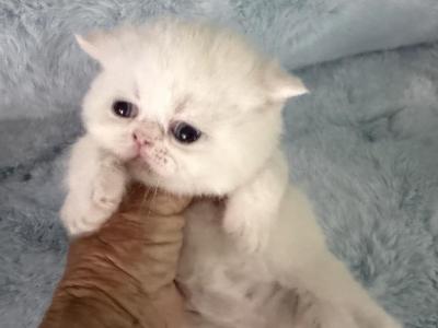 Exotic White Kittens - Exotic - Gallery Photo #1