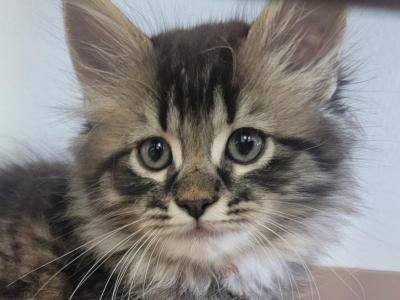 Trixie  Twenty Six Toe Polydactyl - Maine Coon - Gallery Photo #1