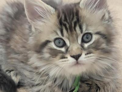 Burt 26 Toe Polydactyl - Maine Coon - Gallery Photo #1