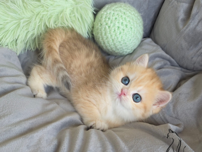 Honey - British Shorthair - Gallery Photo #1