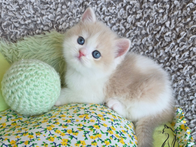 Gianna - British Shorthair - Gallery Photo #1