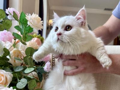 Munchkin White Male - Munchkin - Gallery Photo #1