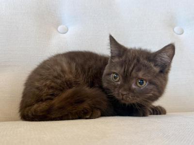British Shorthair Chocolate Female - British Shorthair - Gallery Photo #1