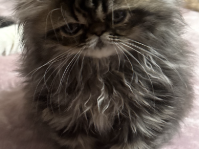 Cutest Little Tabbies Females 2 Available - Persian - Gallery Photo #1