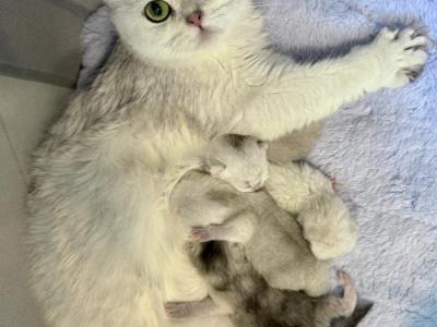 British Shorthair Silver Chinchilla Female Retirin - British Shorthair - Gallery Photo #1