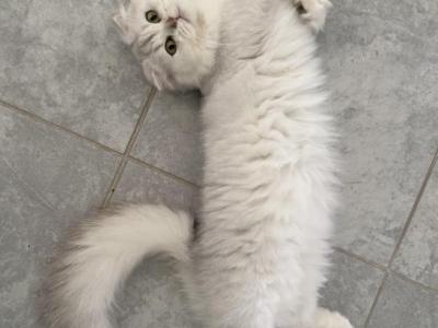 Scottish Fold Silver Chinchilla Female Retiring - Scottish Fold - Gallery Photo #1