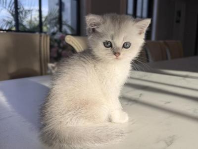British Shorthair Silver Chinchilla Male - British Shorthair - Gallery Photo #1