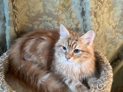 Danny - Siberian - Gallery Photo #1