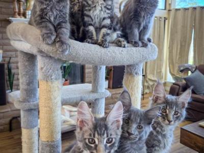 The Mazatlán Litter - Maine Coon - Gallery Photo #1