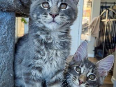 Frijole - Maine Coon - Gallery Photo #1