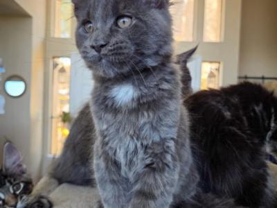 Tamale - Maine Coon - Gallery Photo #1
