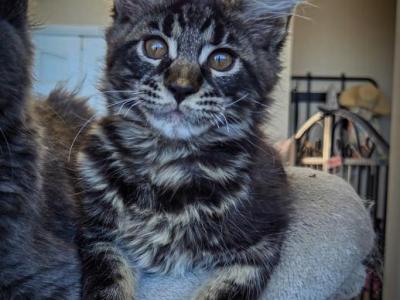 Queso - Maine Coon - Gallery Photo #1