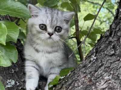 Dusty - Persian - Gallery Photo #1