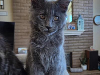 Chips - Maine Coon - Gallery Photo #1