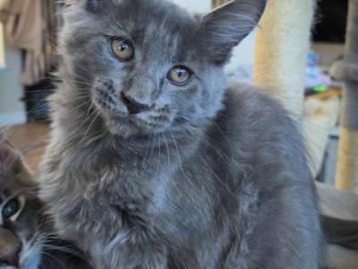 Salsa - Maine Coon - Gallery Photo #1