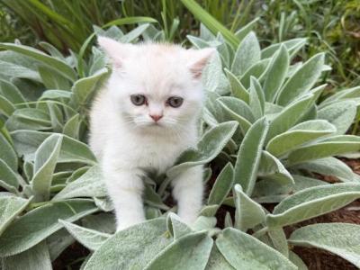 Butterscotch - Persian - Gallery Photo #1