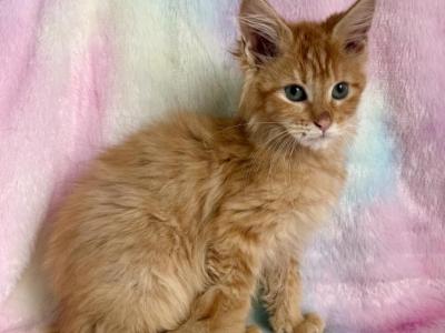 Ginger - Maine Coon - Gallery Photo #1